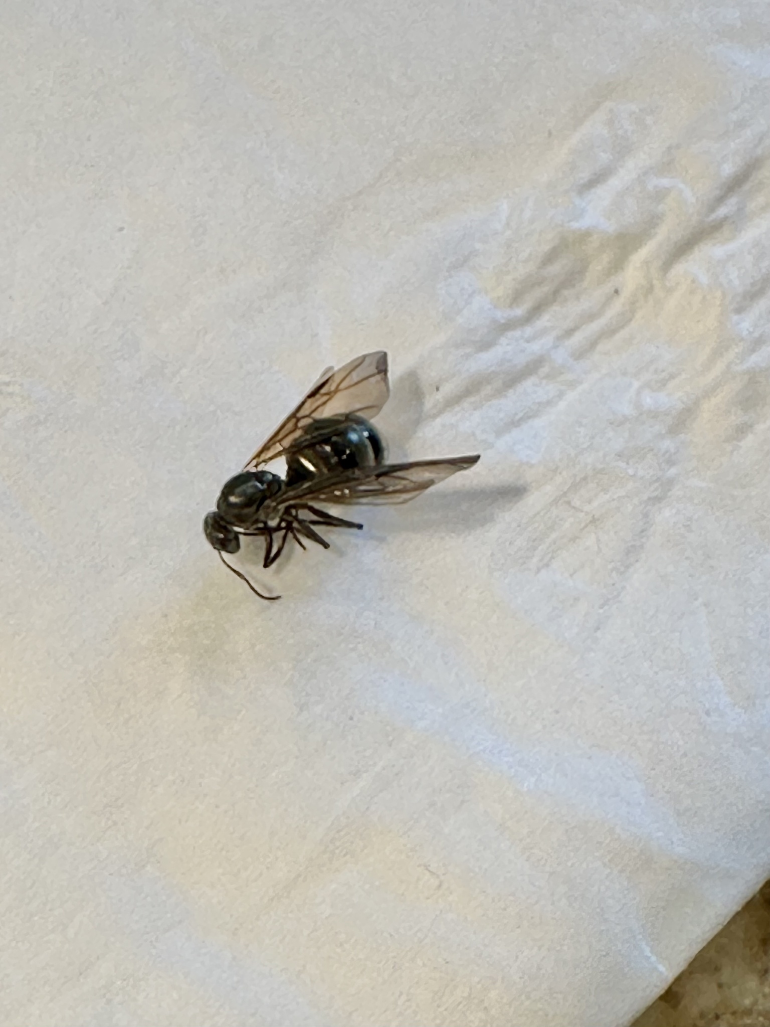 Formica fusca — image 6