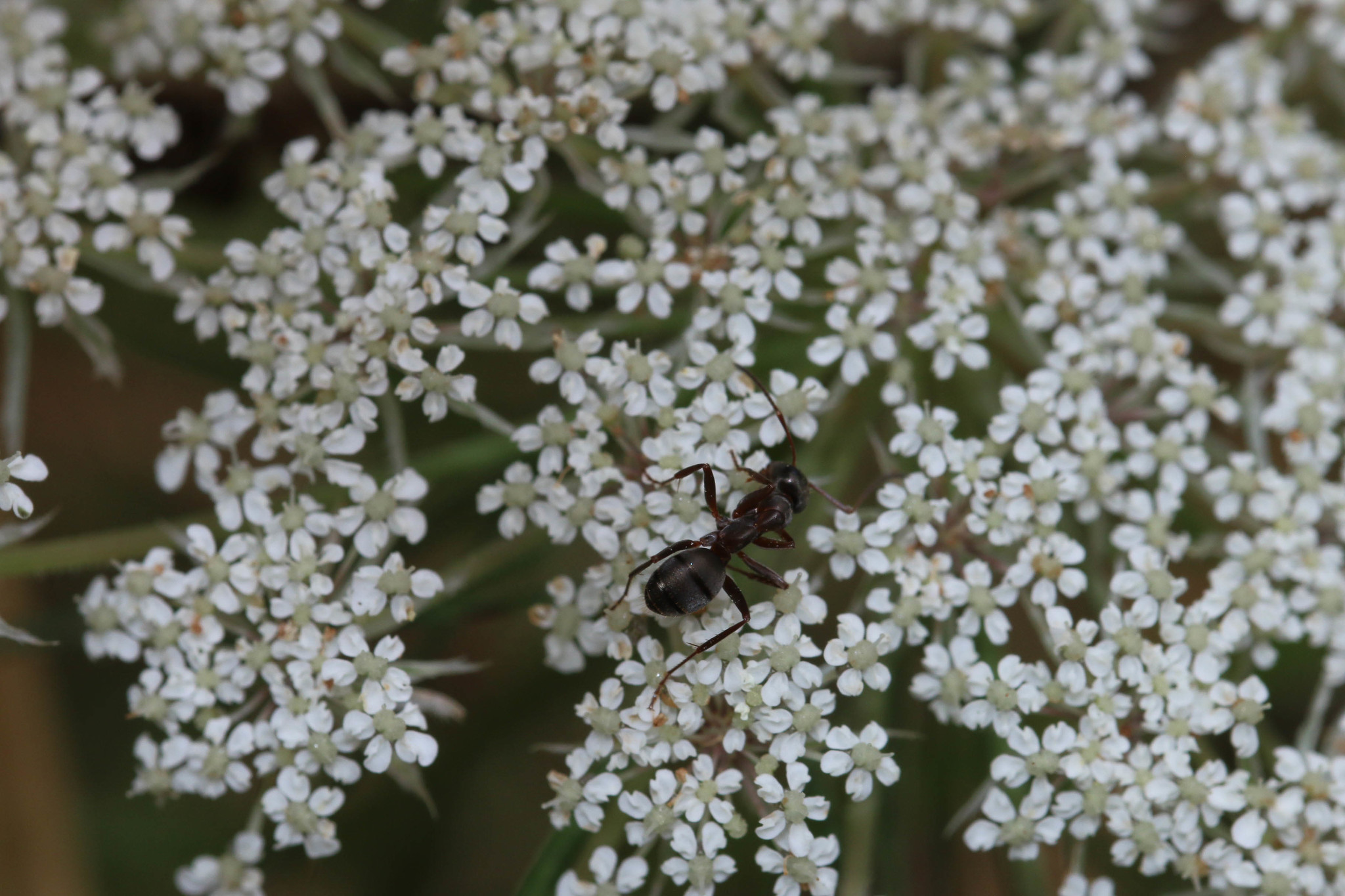 Formica fusca — image 10