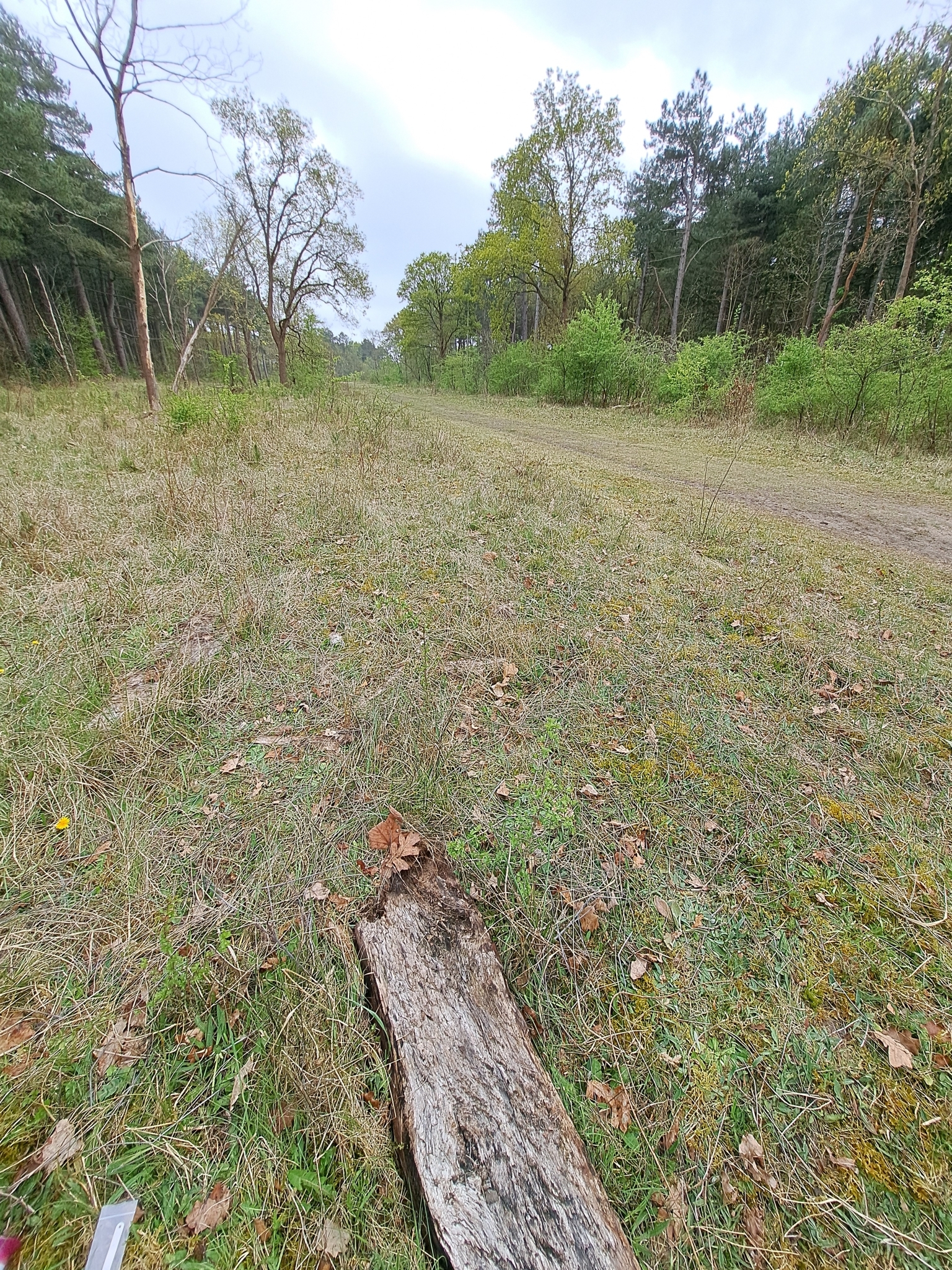 Formica fusca — image 3