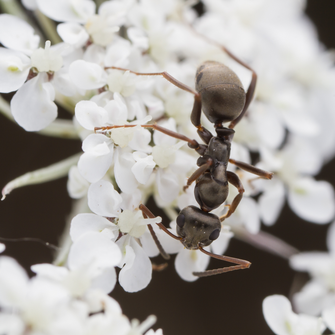 Formica fusca — image 18