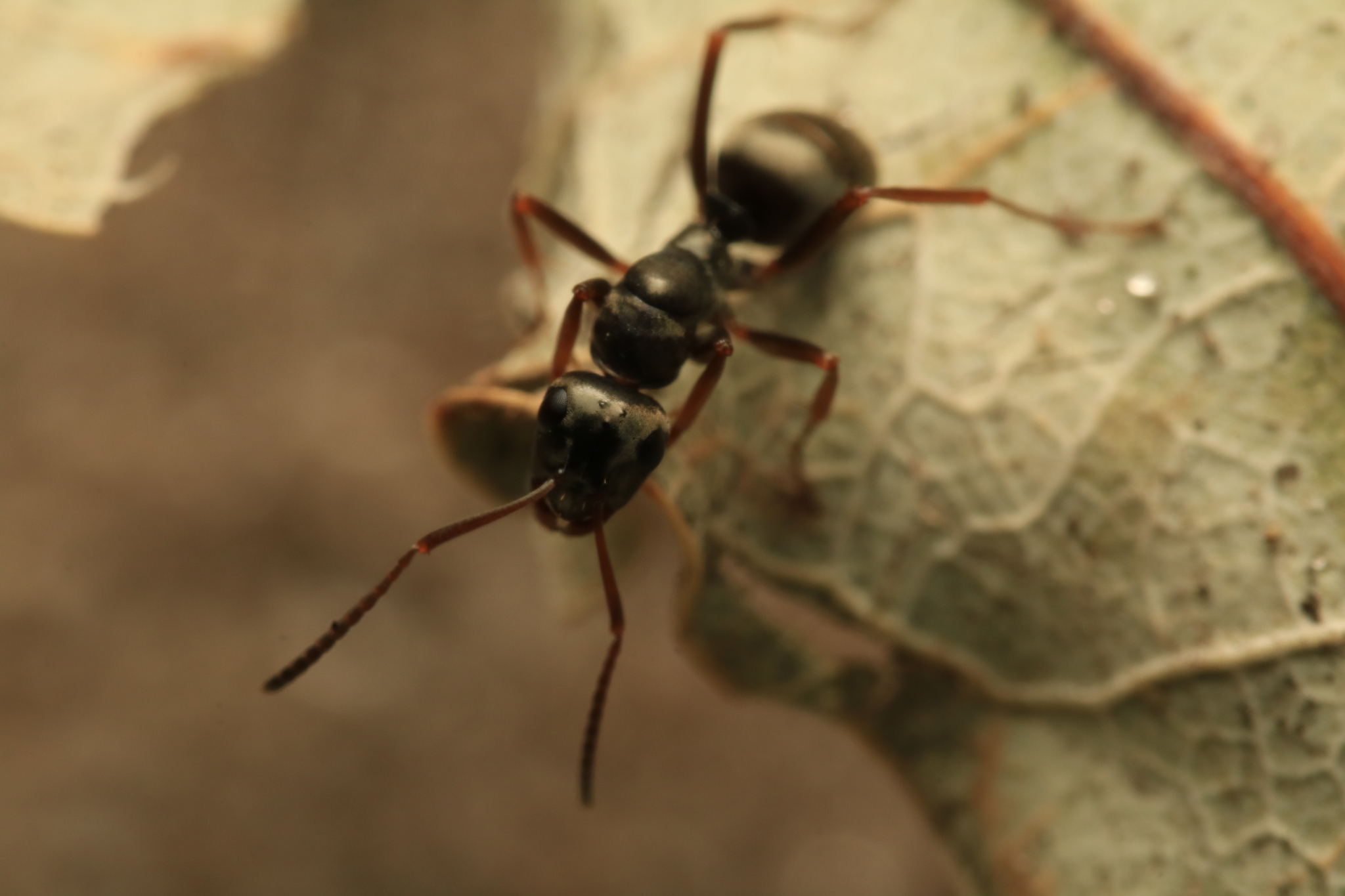 Formica fusca — image 11