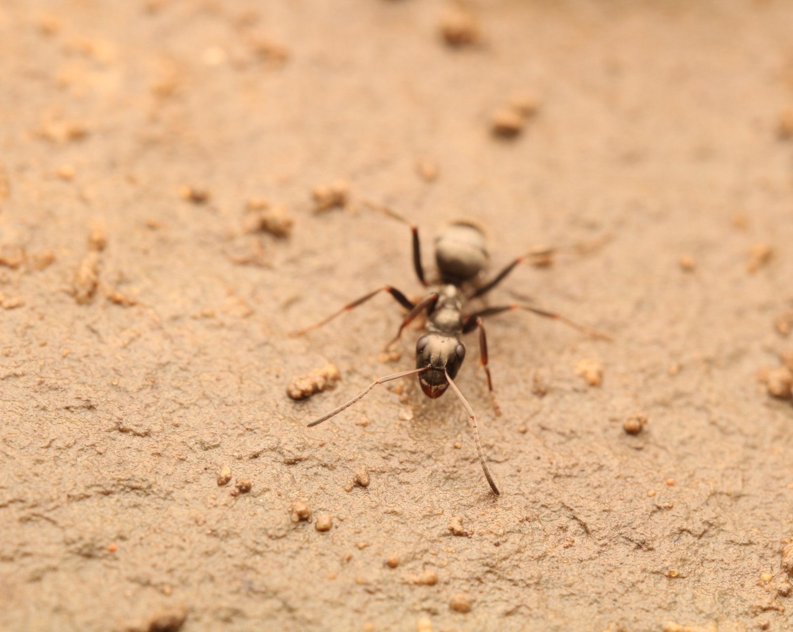 Formica fusca — image 7