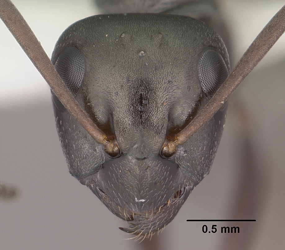 Formica fusca — image 5
