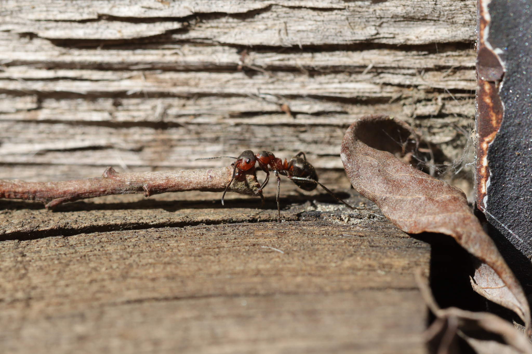 Formica pratensis — image 8