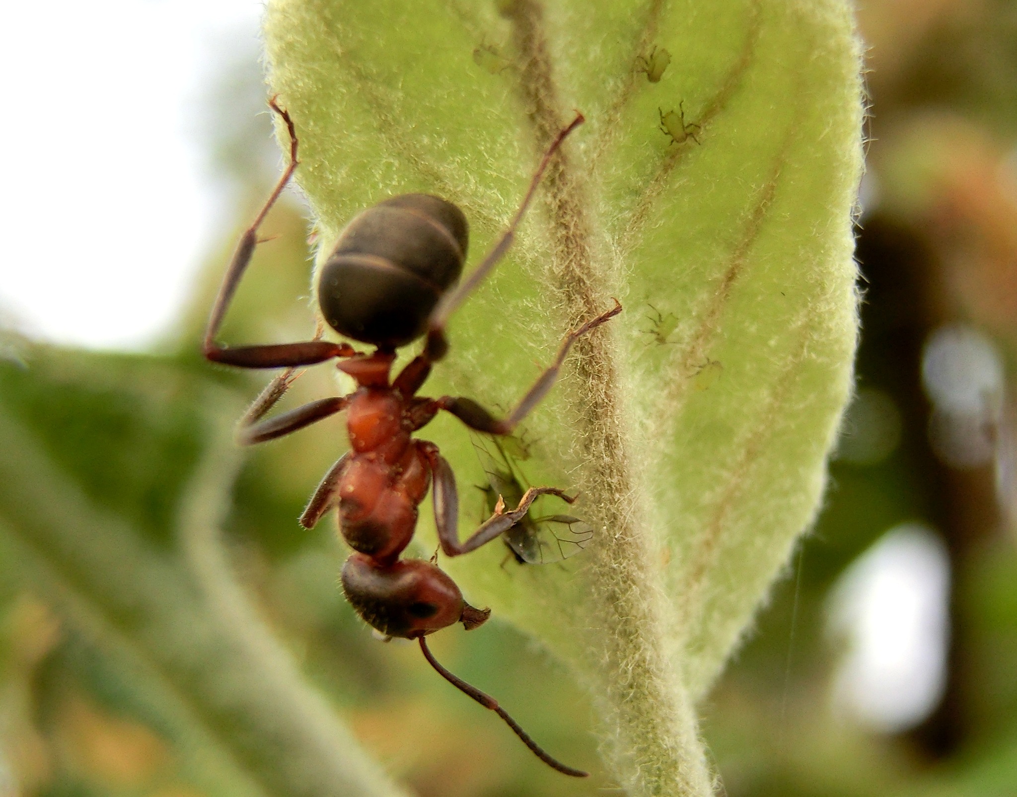 Formica pratensis — image 4