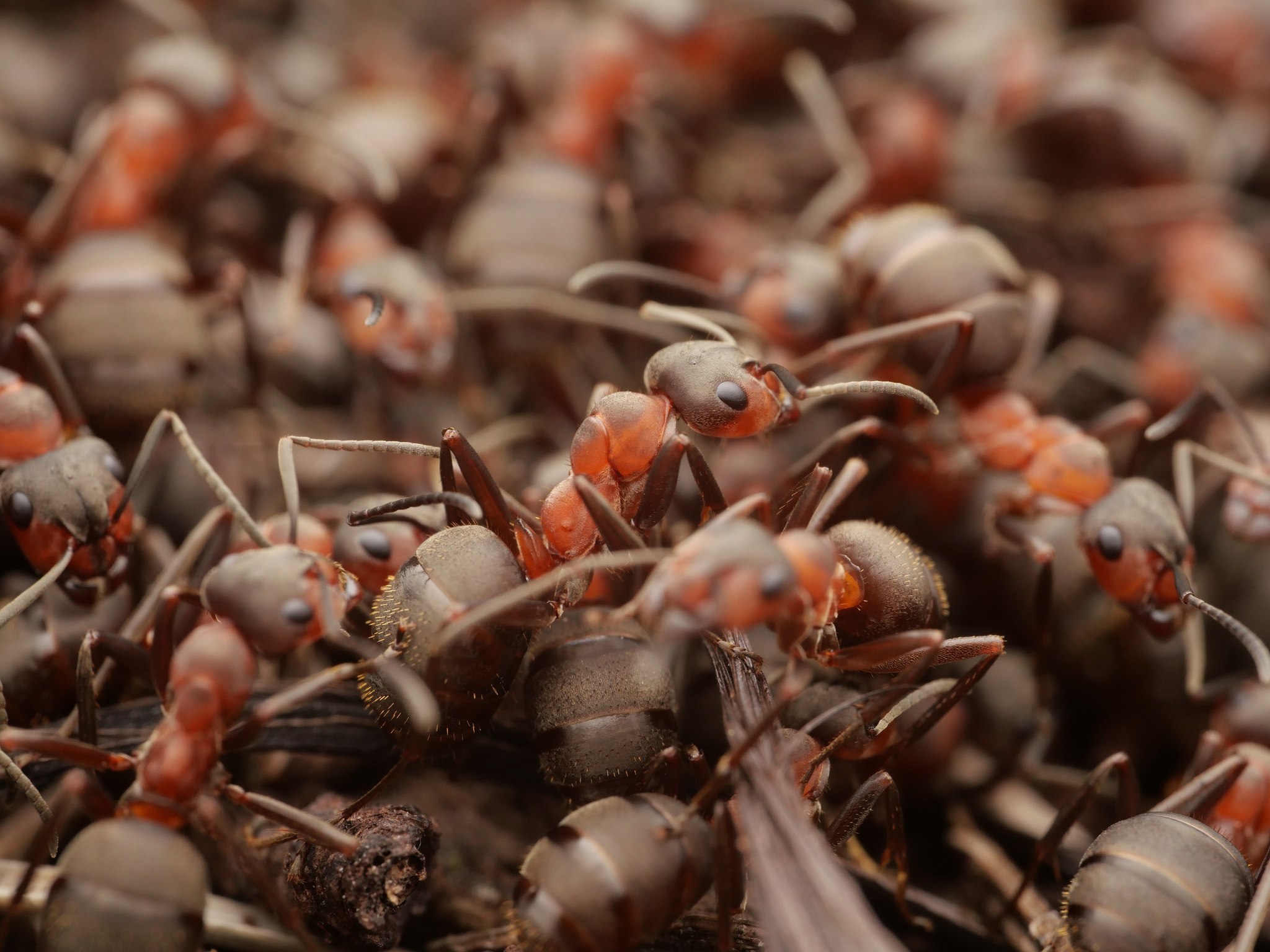 Formica pratensis — image 5