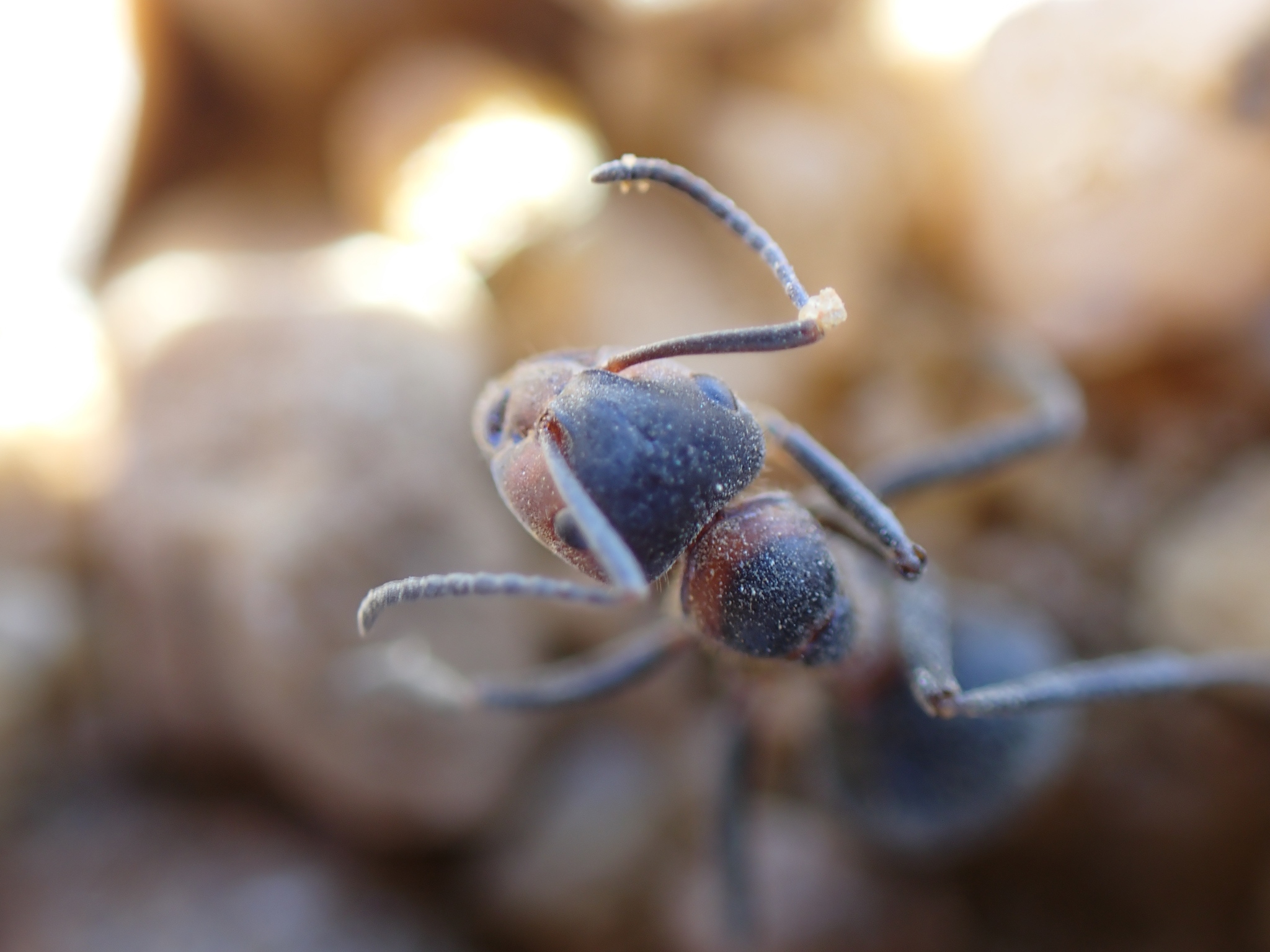 Formica pratensis — image 9