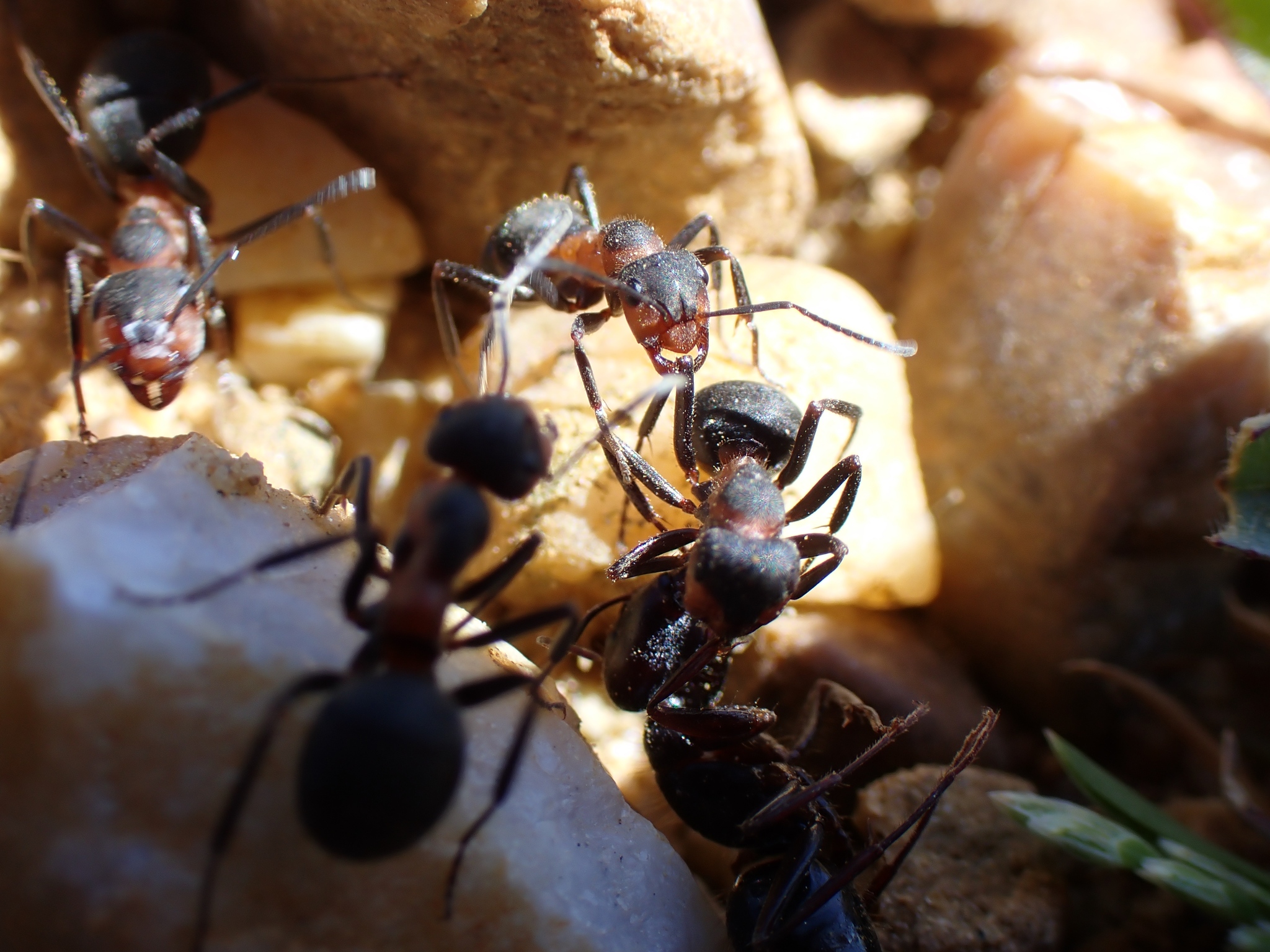 Formica pratensis — image 17