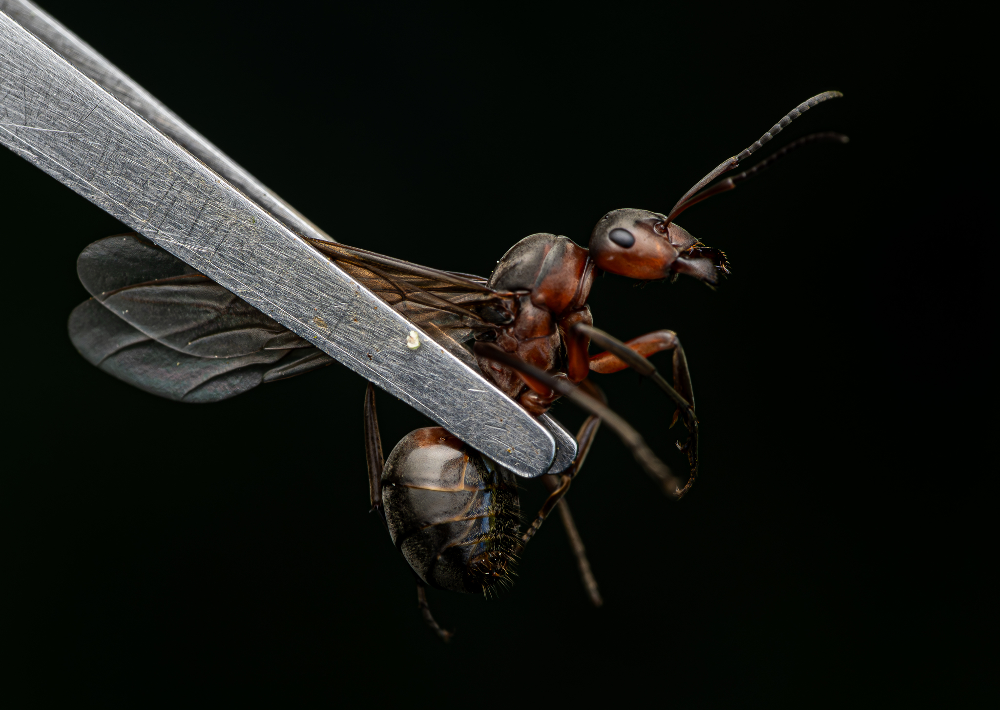 Formica pratensis — image 11
