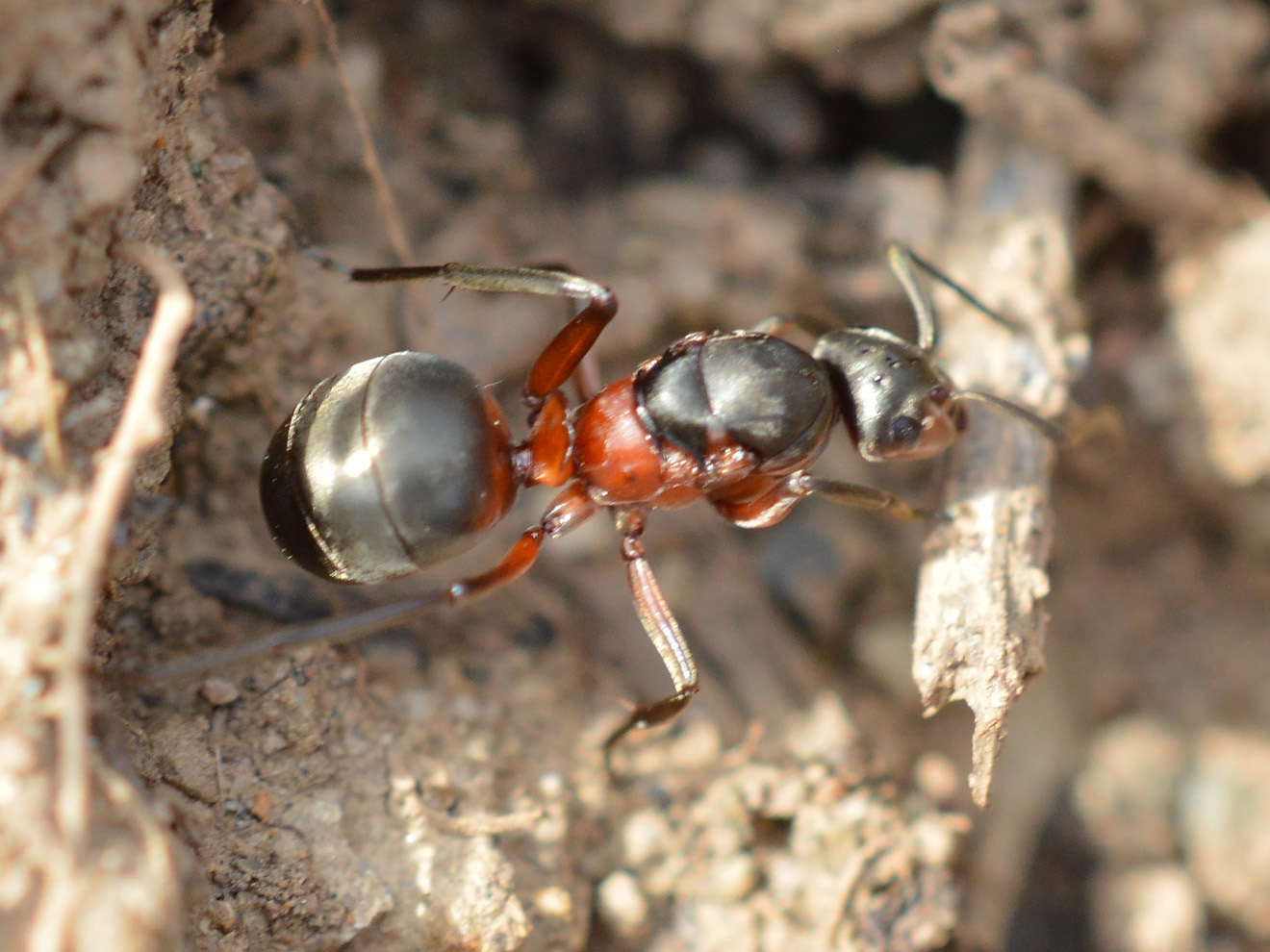 Formica pratensis — image 15