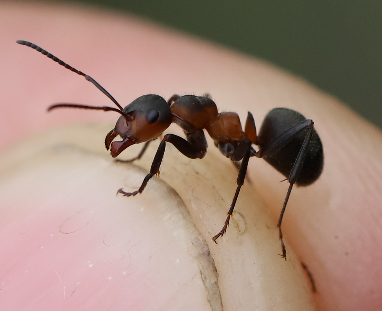 Formica pratensis — image 2