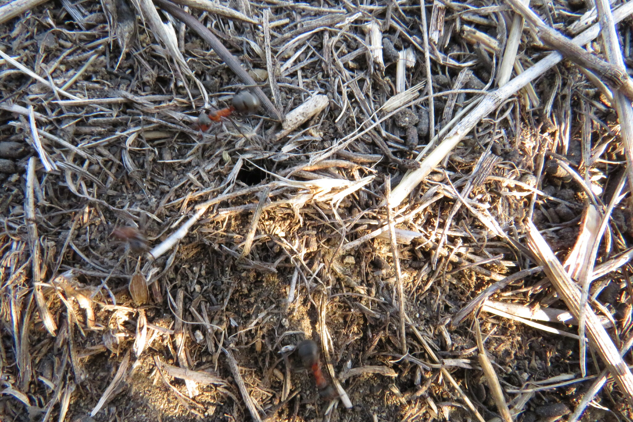 Formica pratensis — image 14