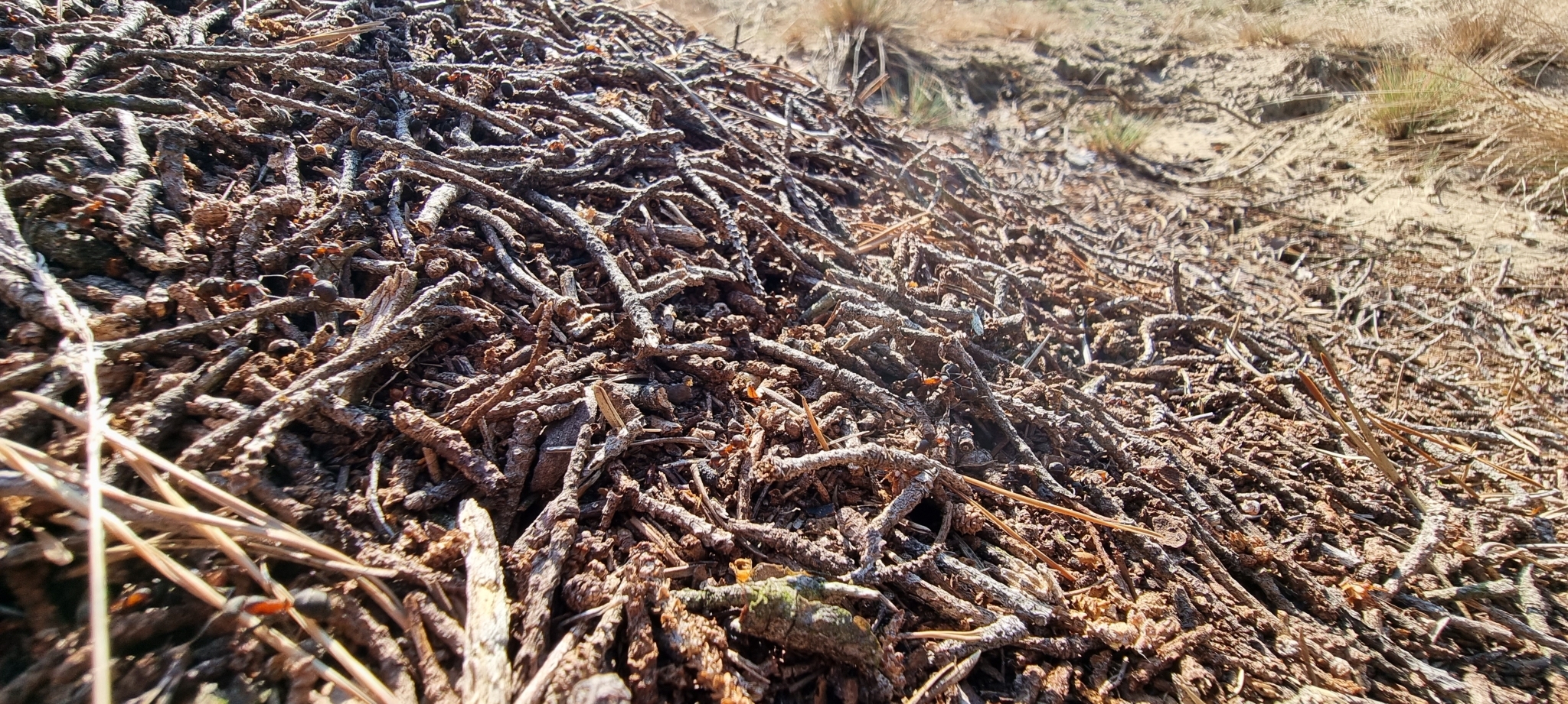 Formica pratensis — image 3