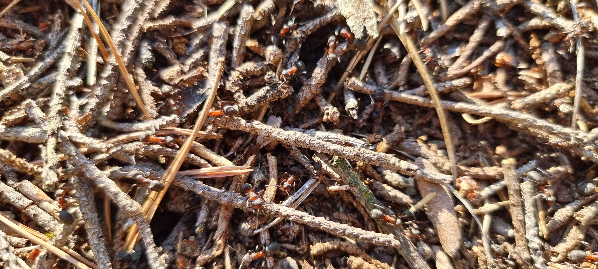 Formica pratensis — image 12