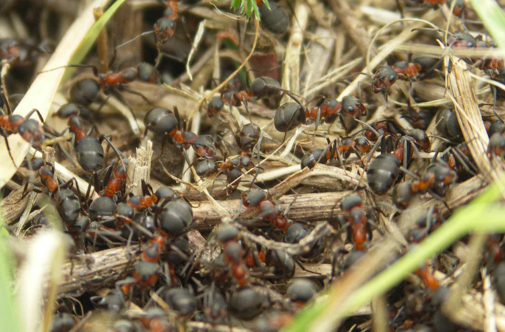 Formica pratensis — image 7