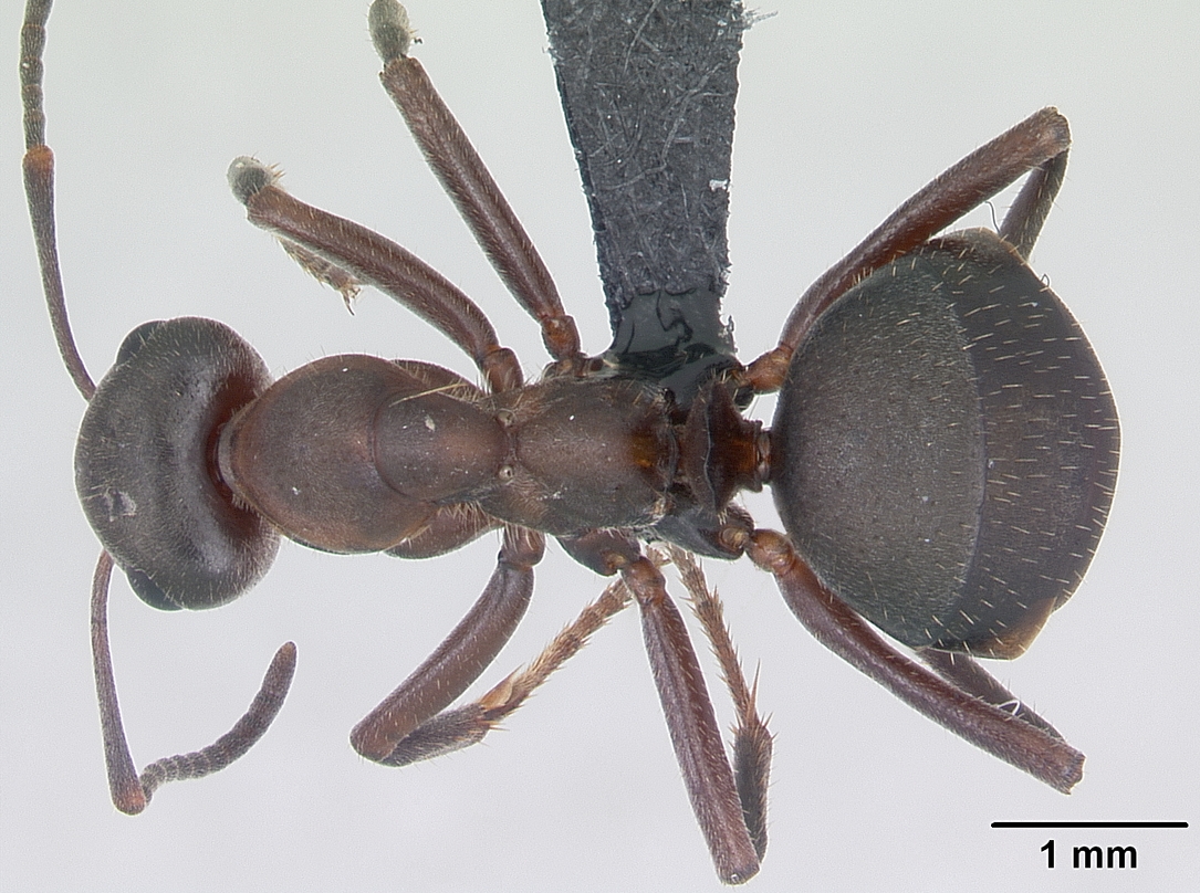 Formica pratensis — image 6
