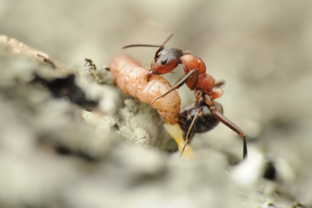 Formica sanguinea — image 10