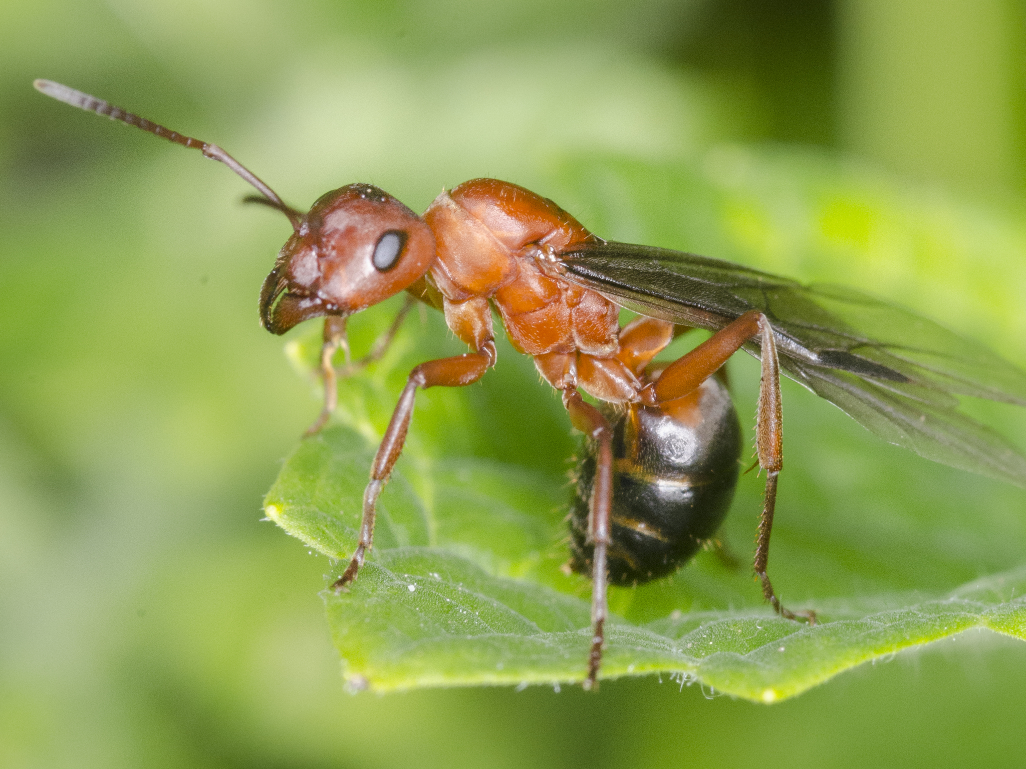 Formica sanguinea — image 15