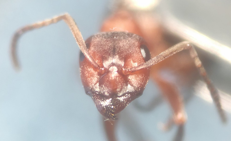 Formica sanguinea — image 2
