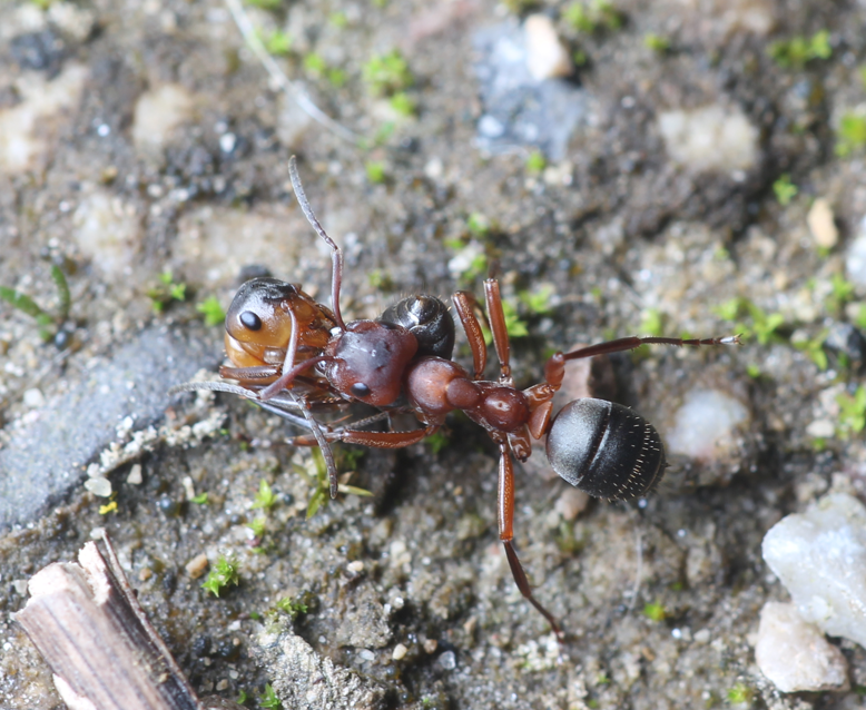 Formica sanguinea — image 4