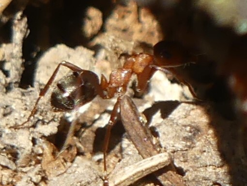 Formica sanguinea — image 9