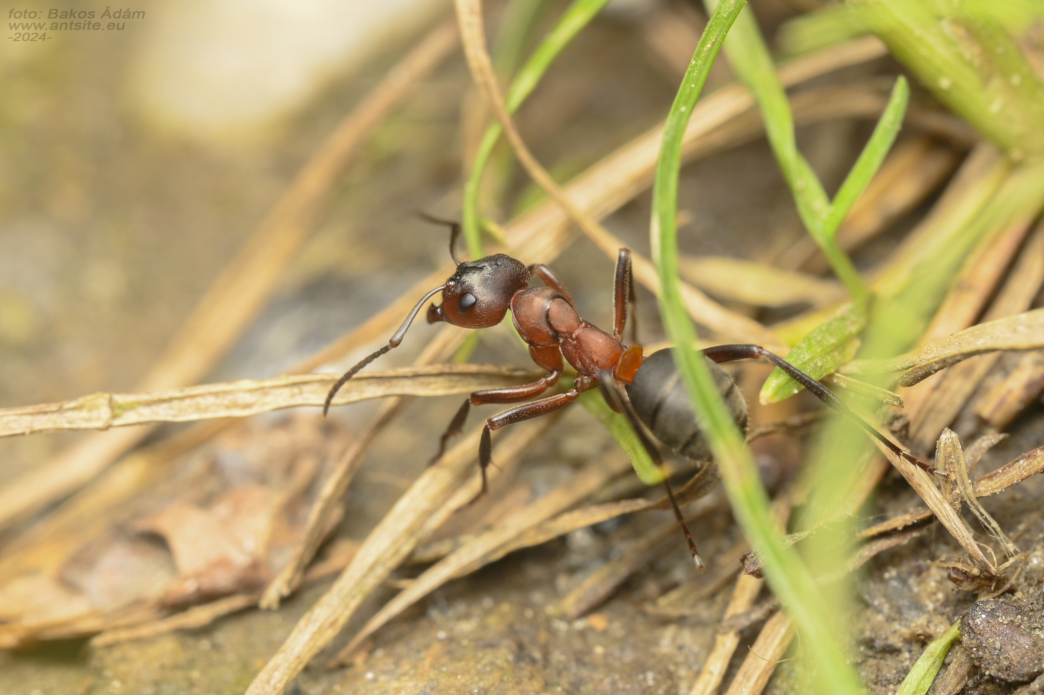 Formica sanguinea — image 6