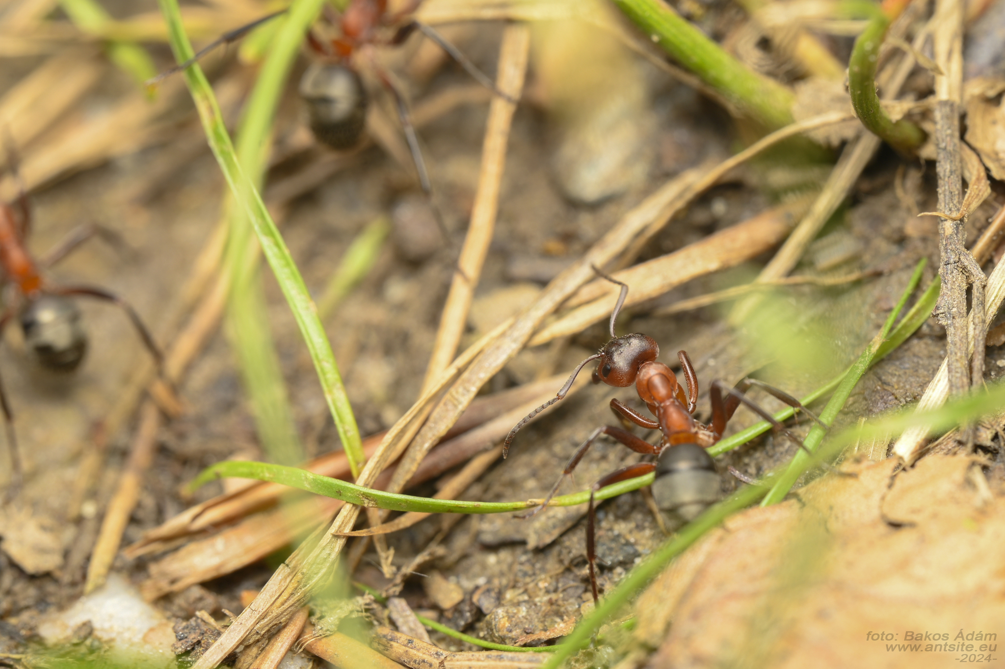Formica sanguinea — image 11