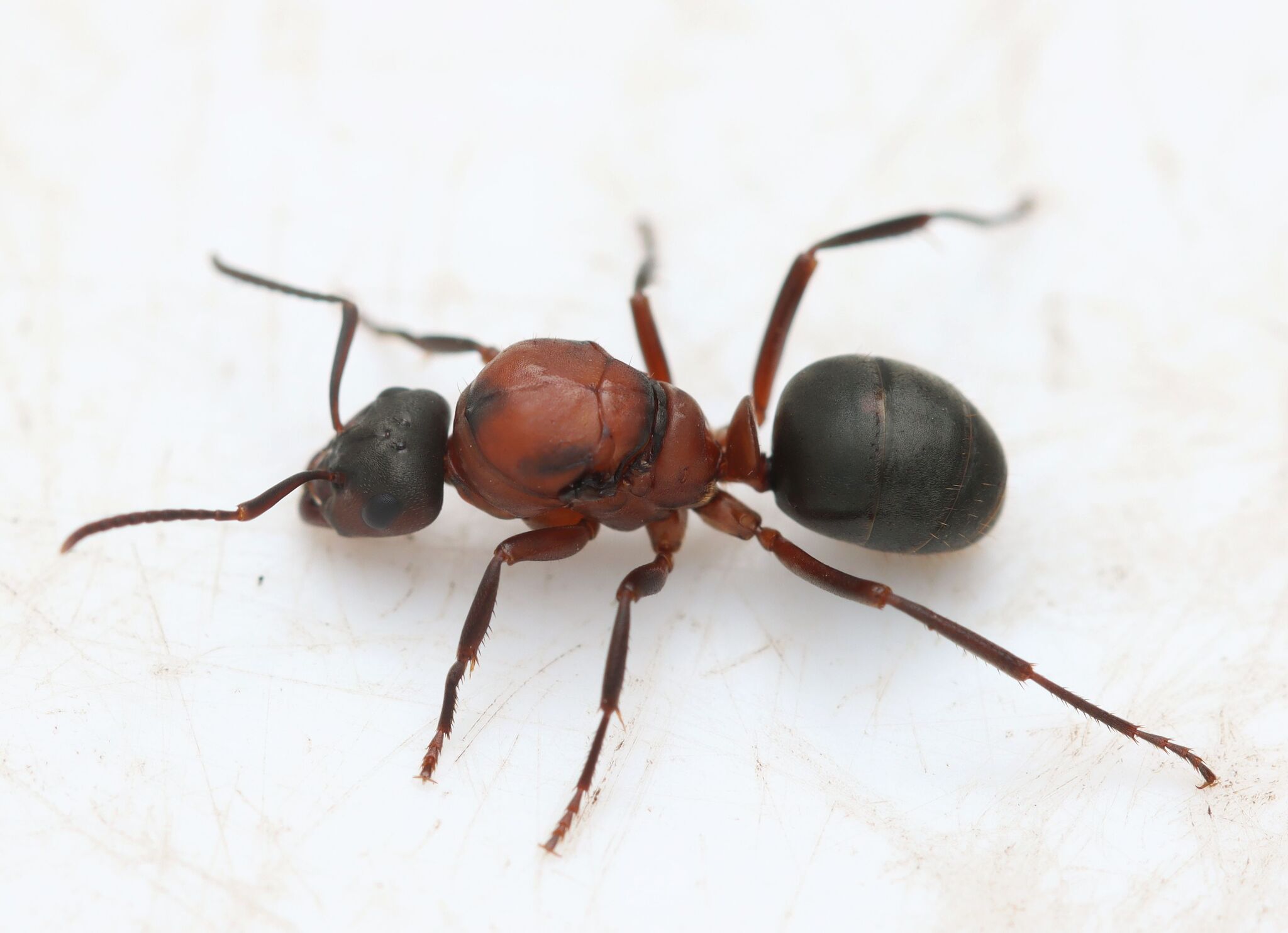 Formica sanguinea — image 5