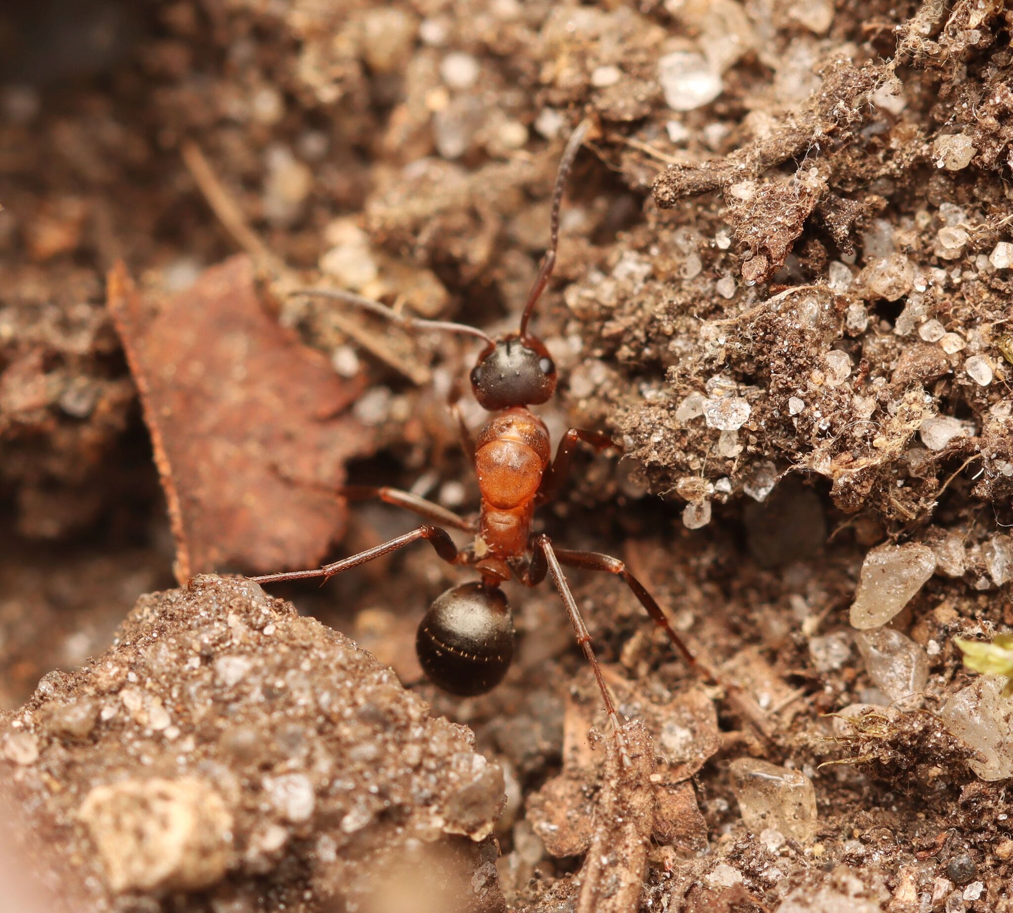 Formica sanguinea — image 14
