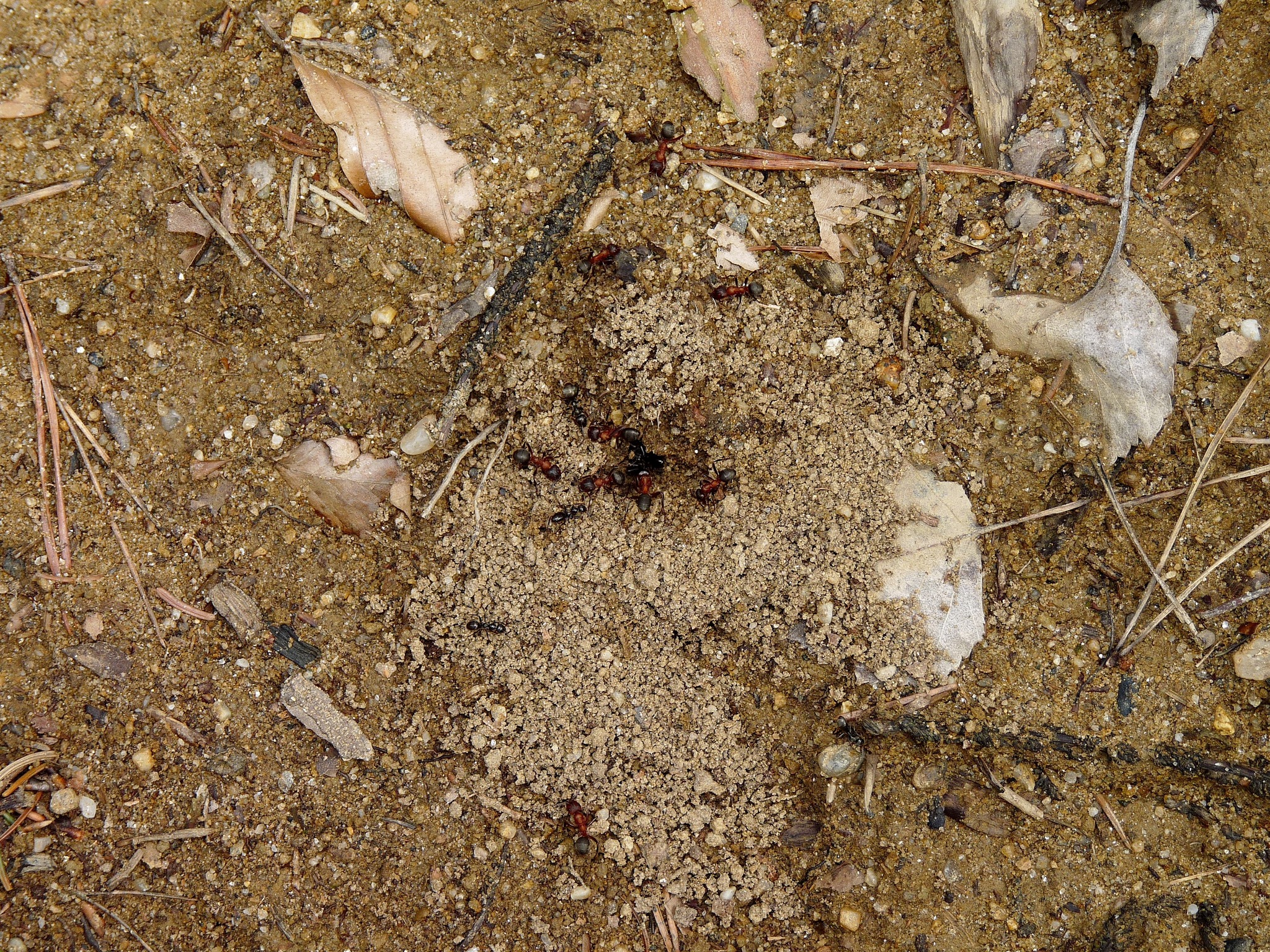 Formica sanguinea — image 3
