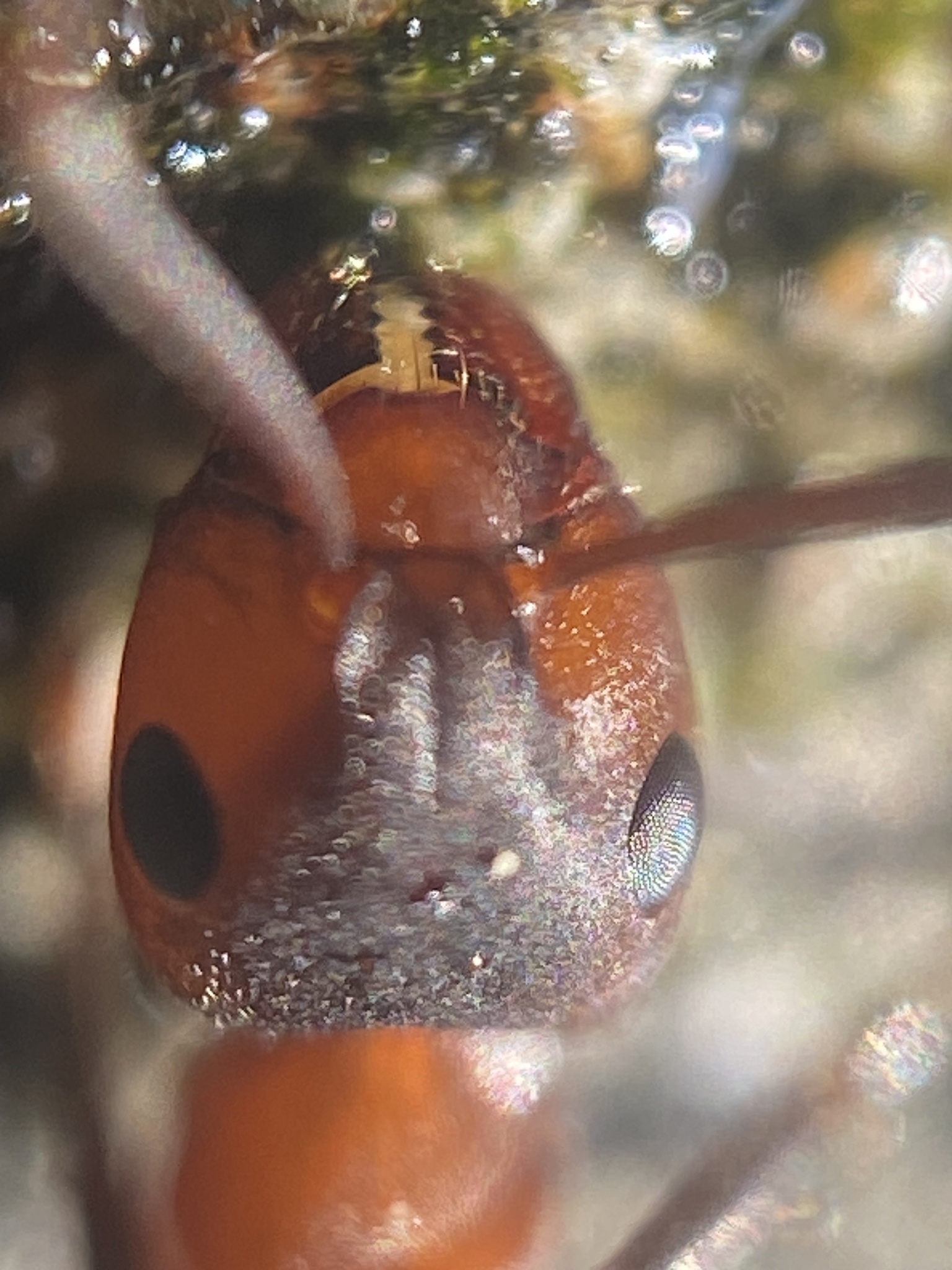 Formica sanguinea — image 12