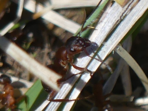 Formica sanguinea — image 7