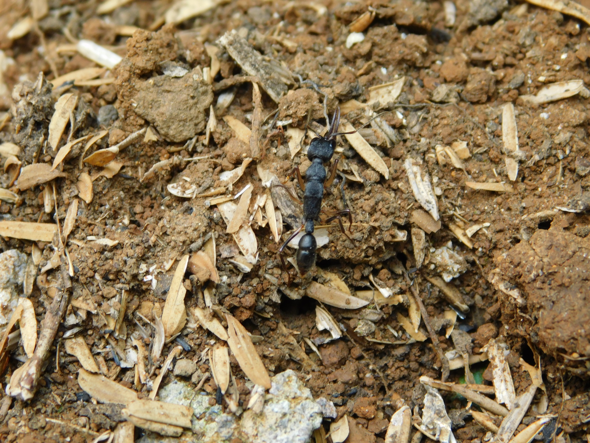 Harpegnathos venator — image 2