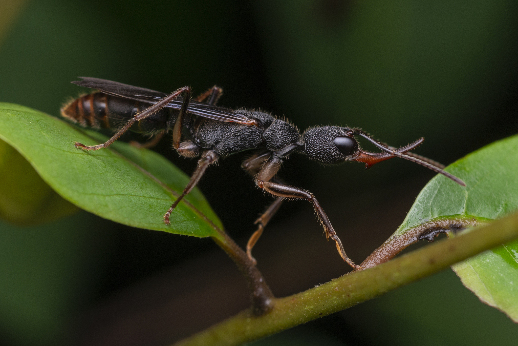 Harpegnathos venator — image 3