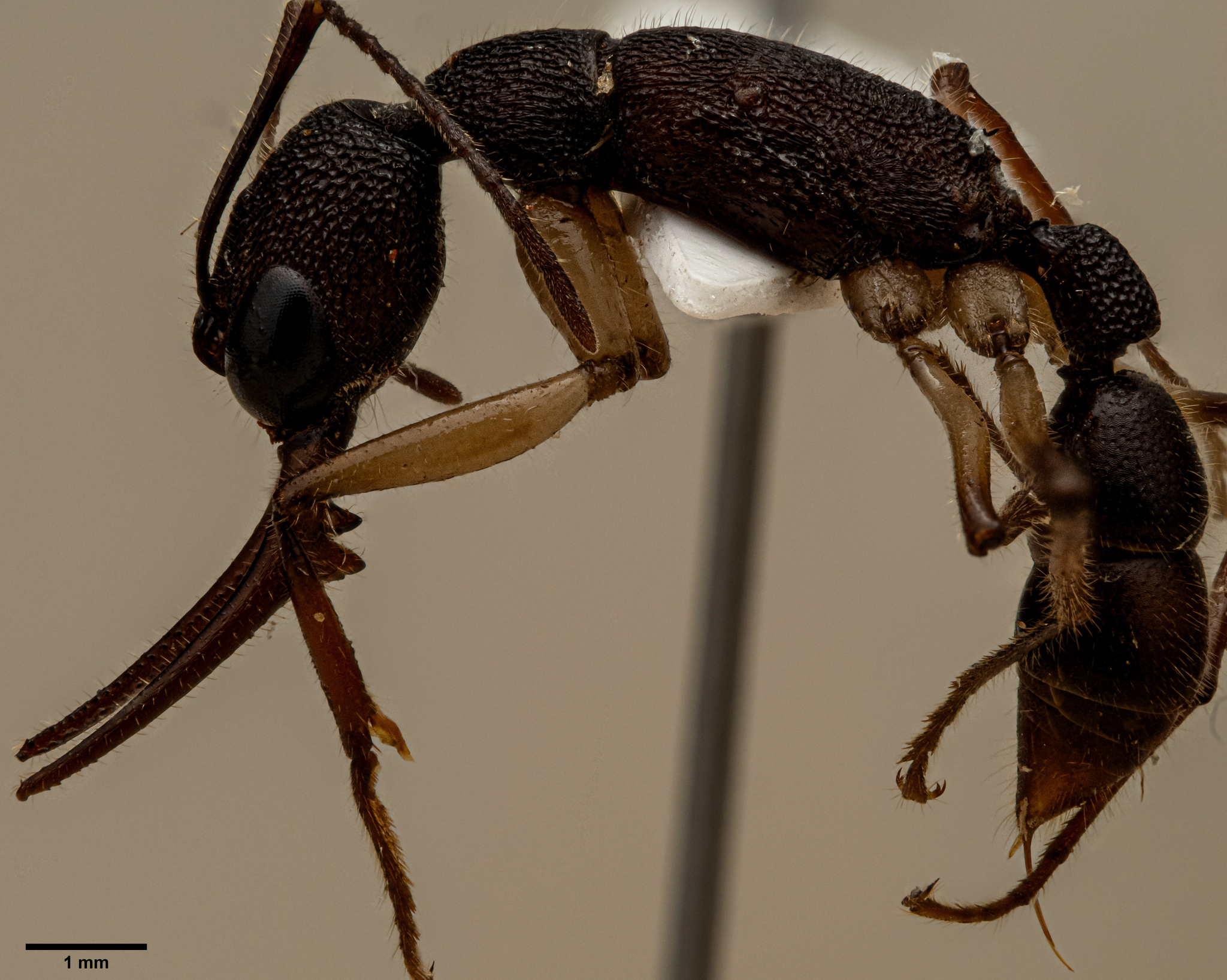 Harpegnathos venator — image 10