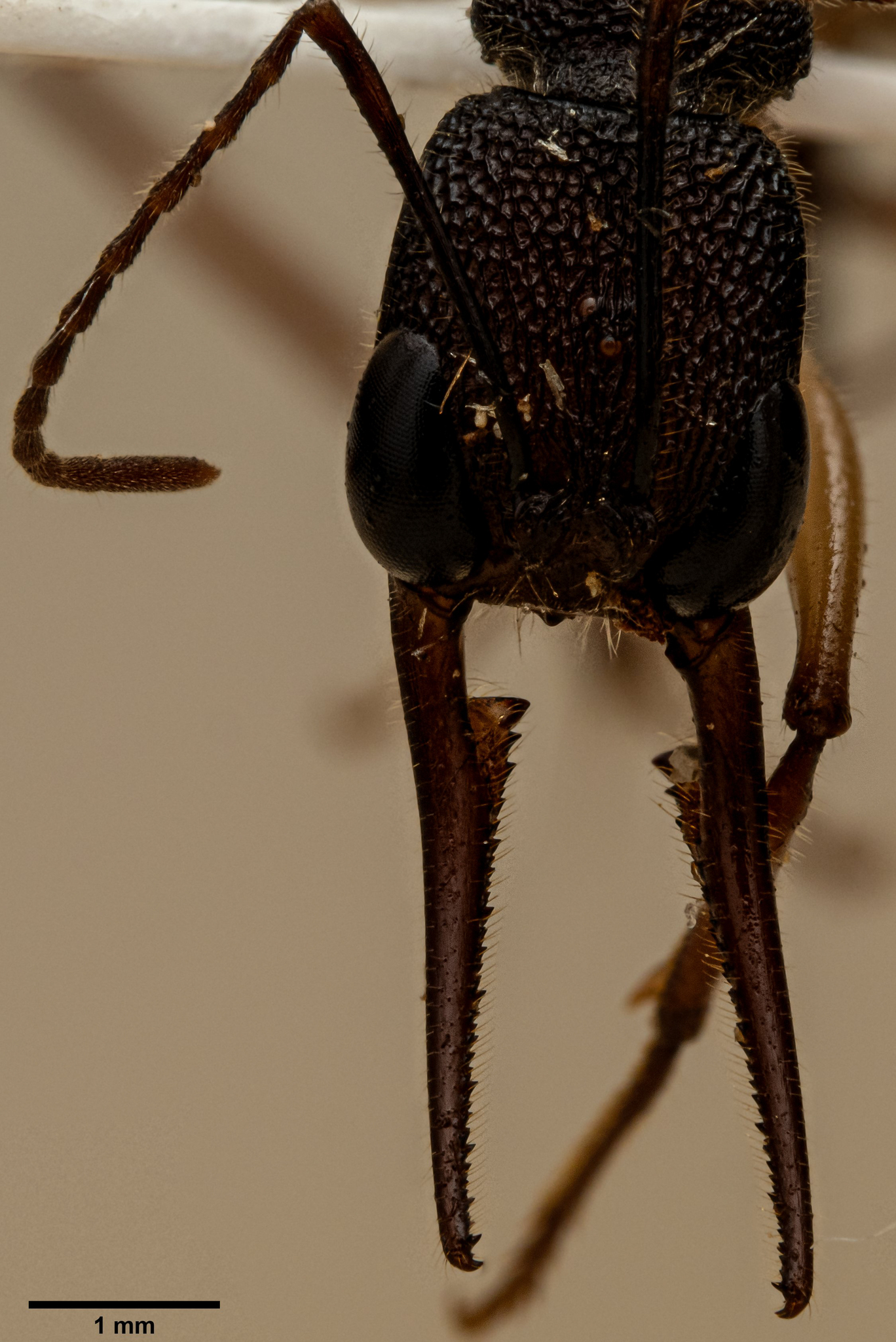 Harpegnathos venator — image 13