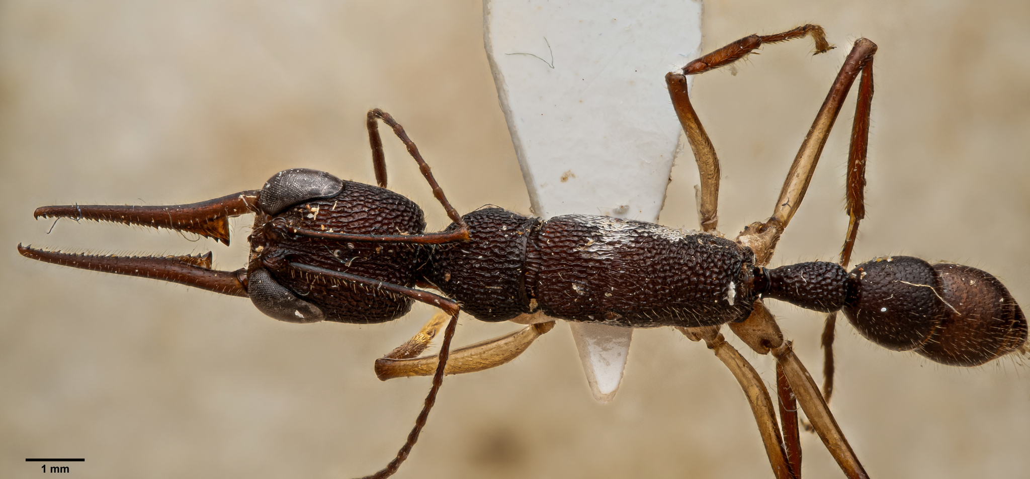 Harpegnathos venator — image 9