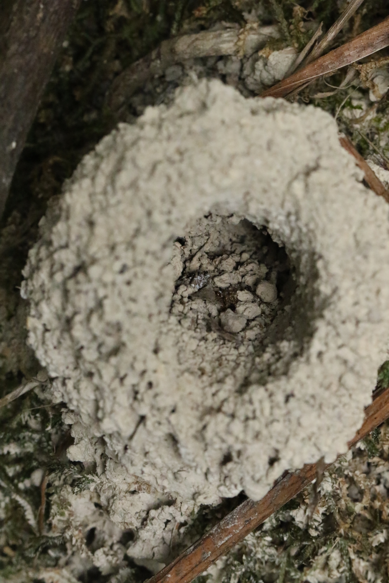 Harpegnathos venator — image 7