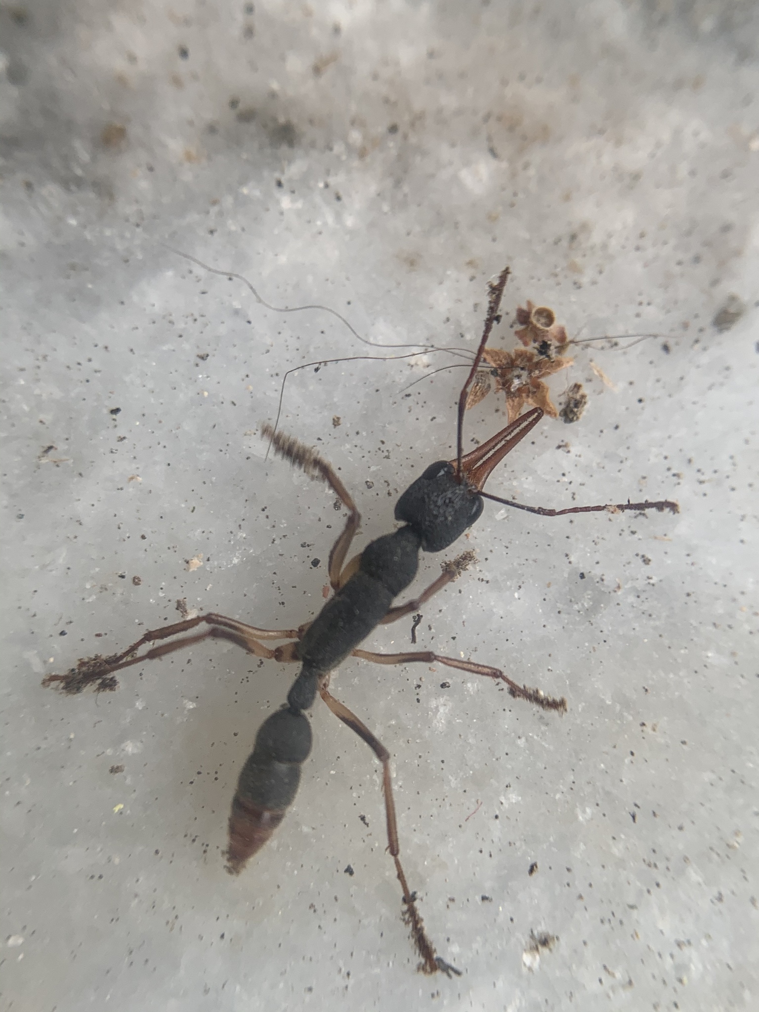 Harpegnathos venator — image 5
