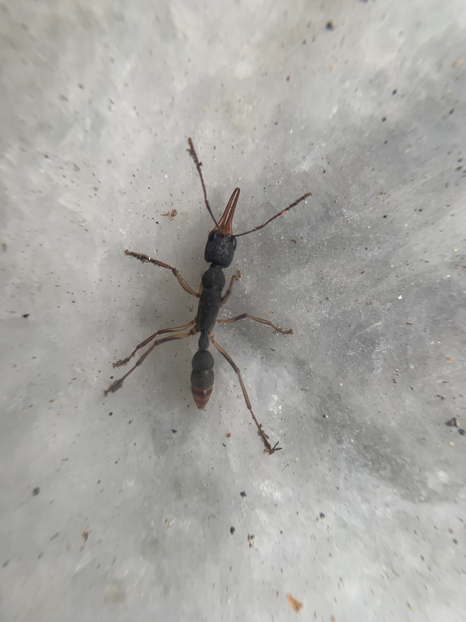 Harpegnathos venator — image 8