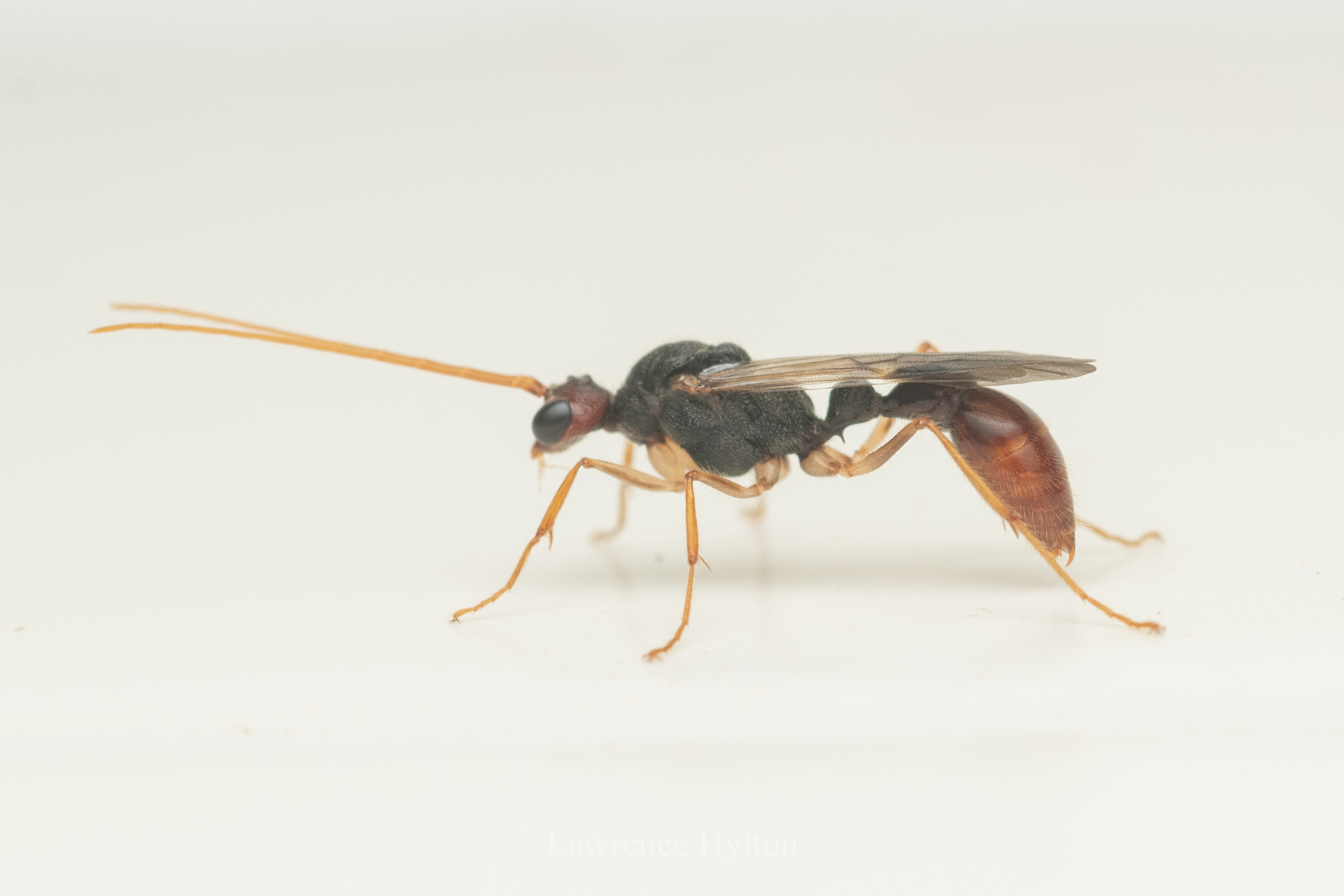 Harpegnathos venator — image 16