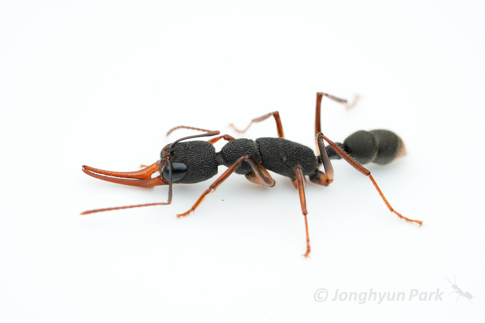 Harpegnathos venator — image 15