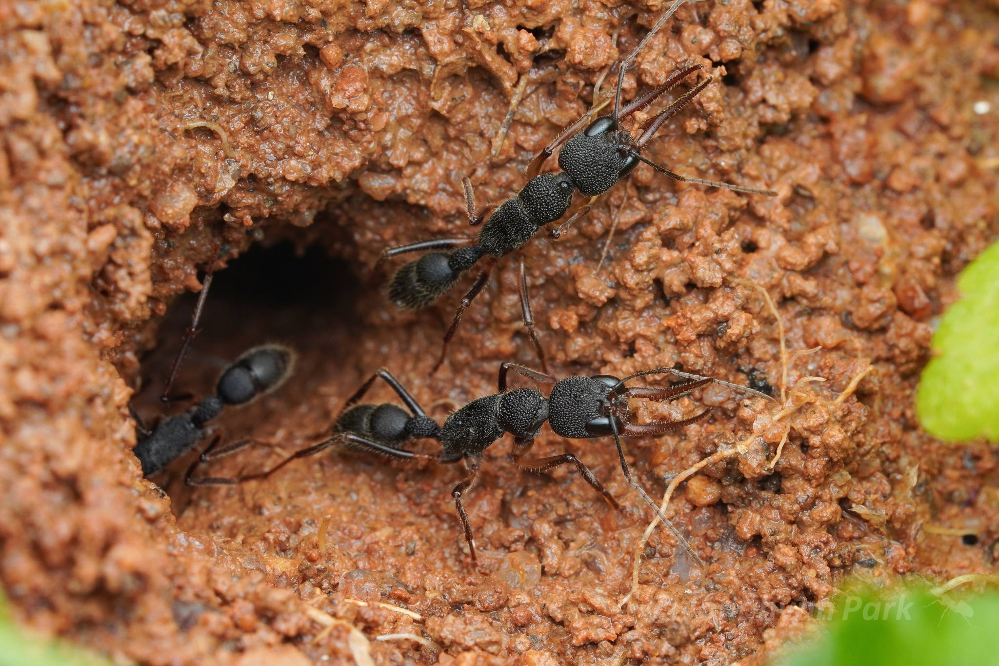 Harpegnathos venator — image 11