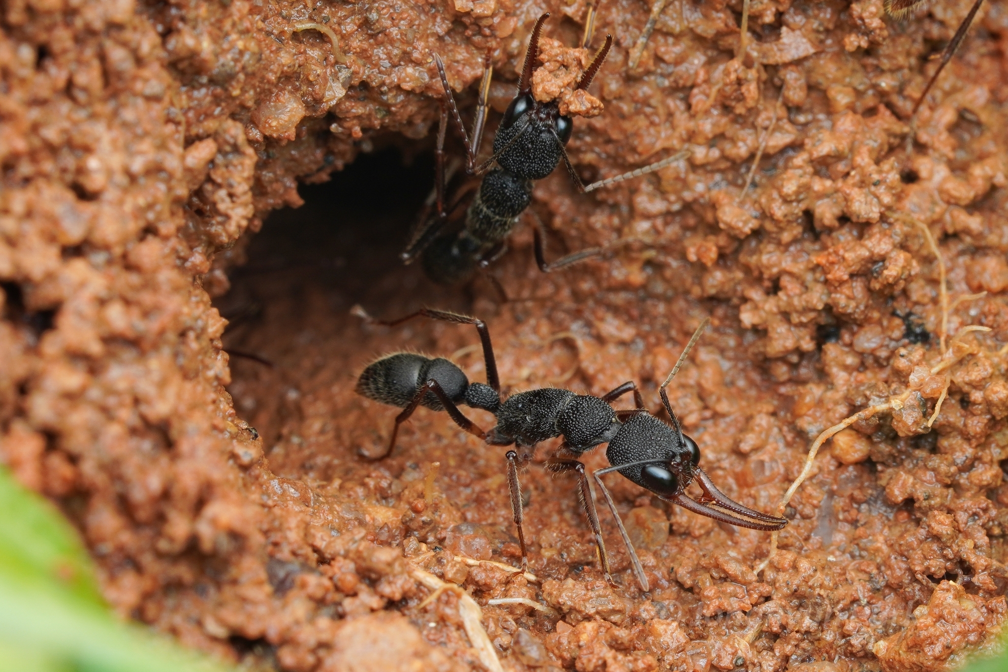 Harpegnathos venator — image 12