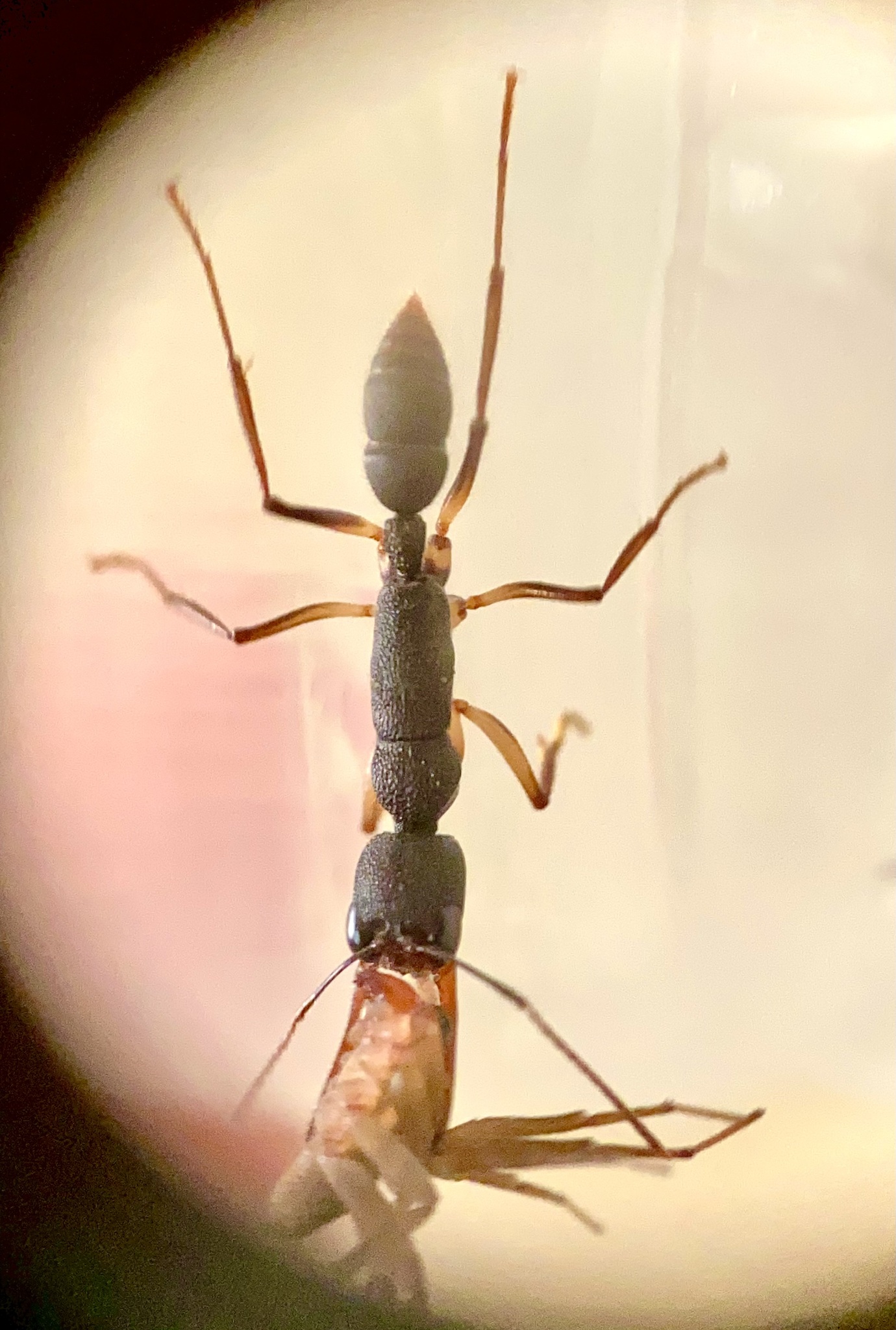 Harpegnathos venator — image 14