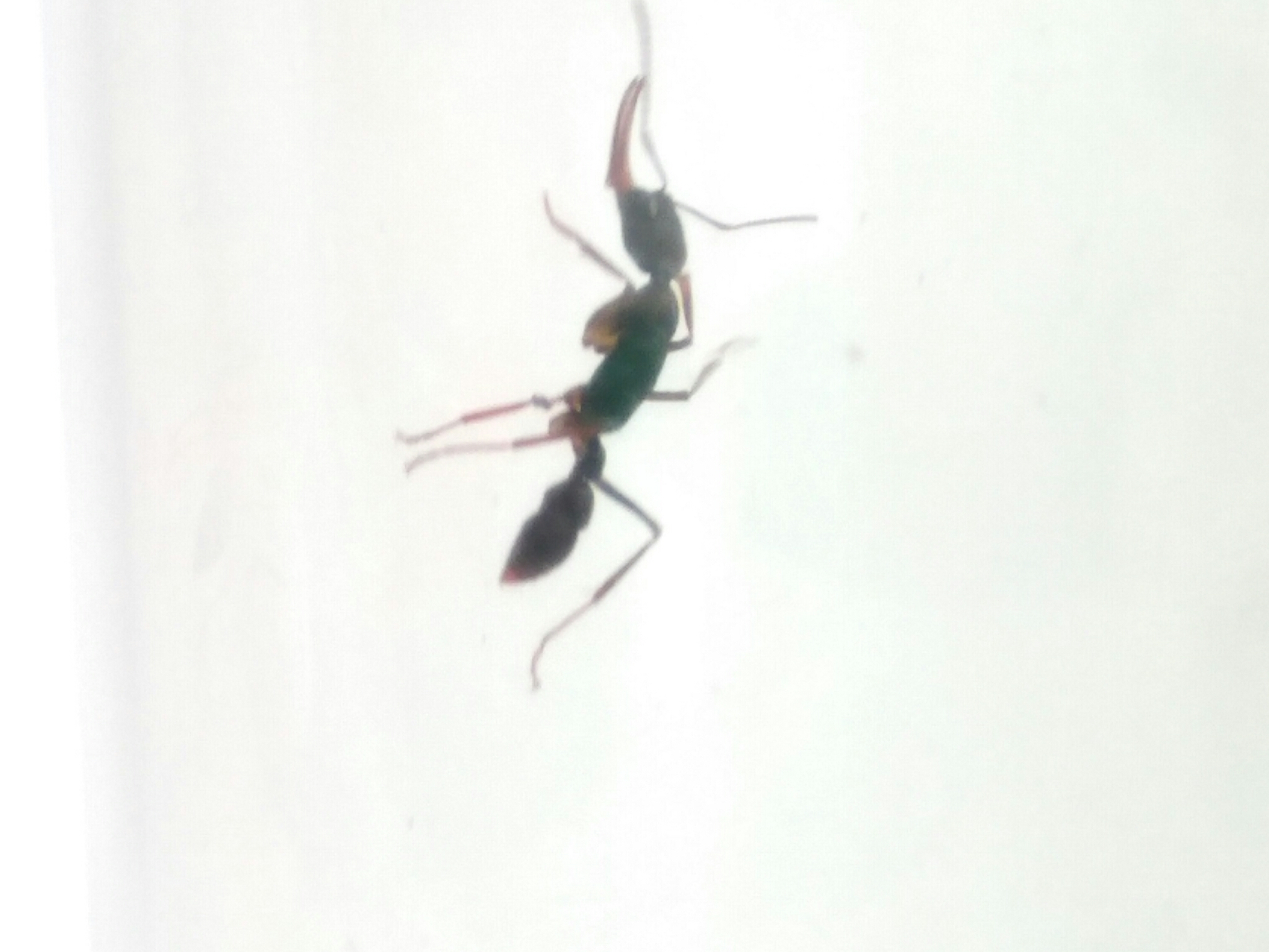 Harpegnathos venator — image 4