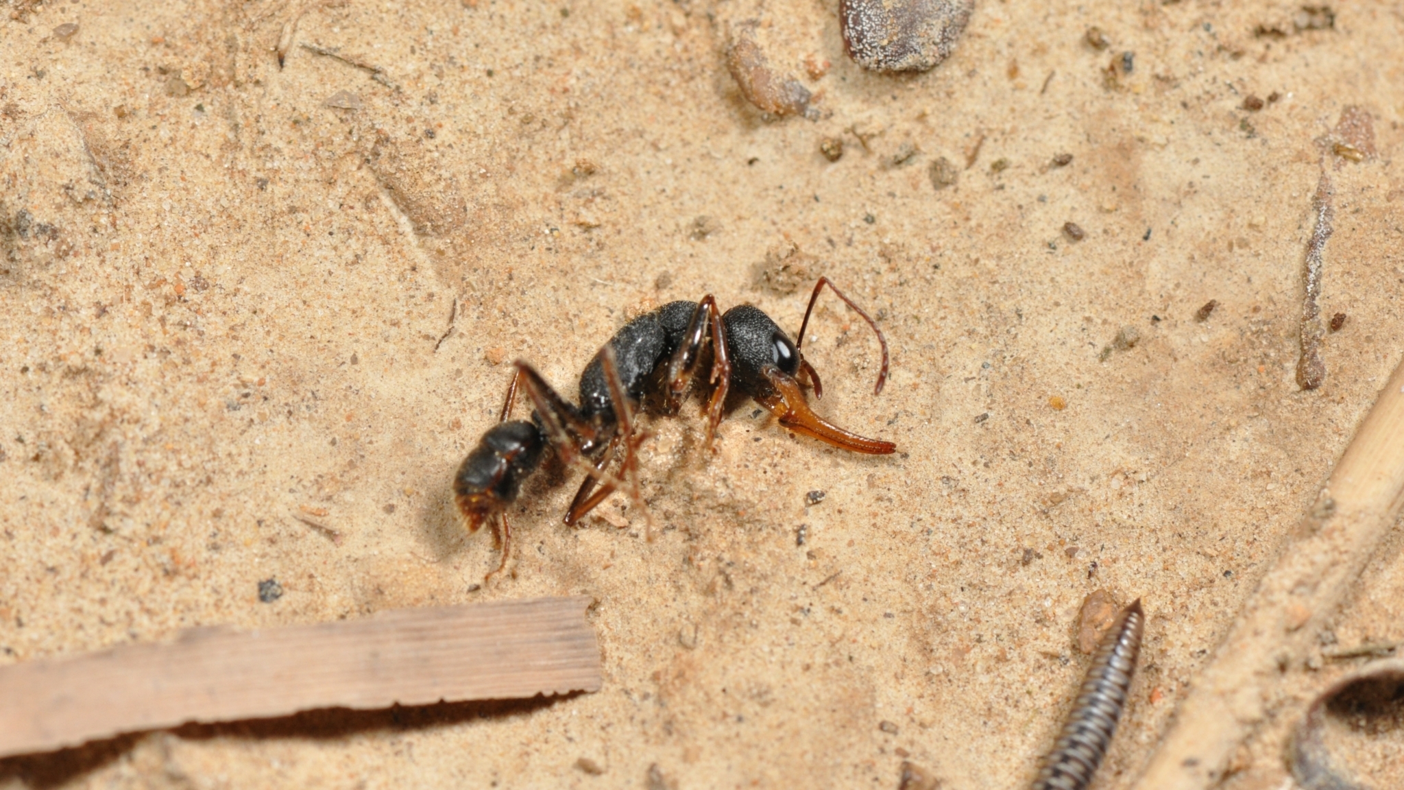 Harpegnathos venator — image 6