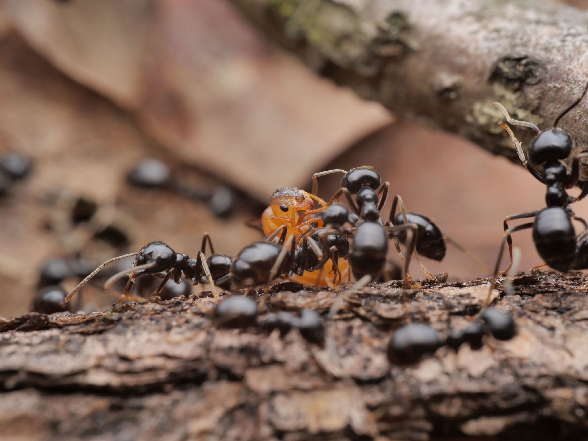 Lasius fuliginosus — image 15