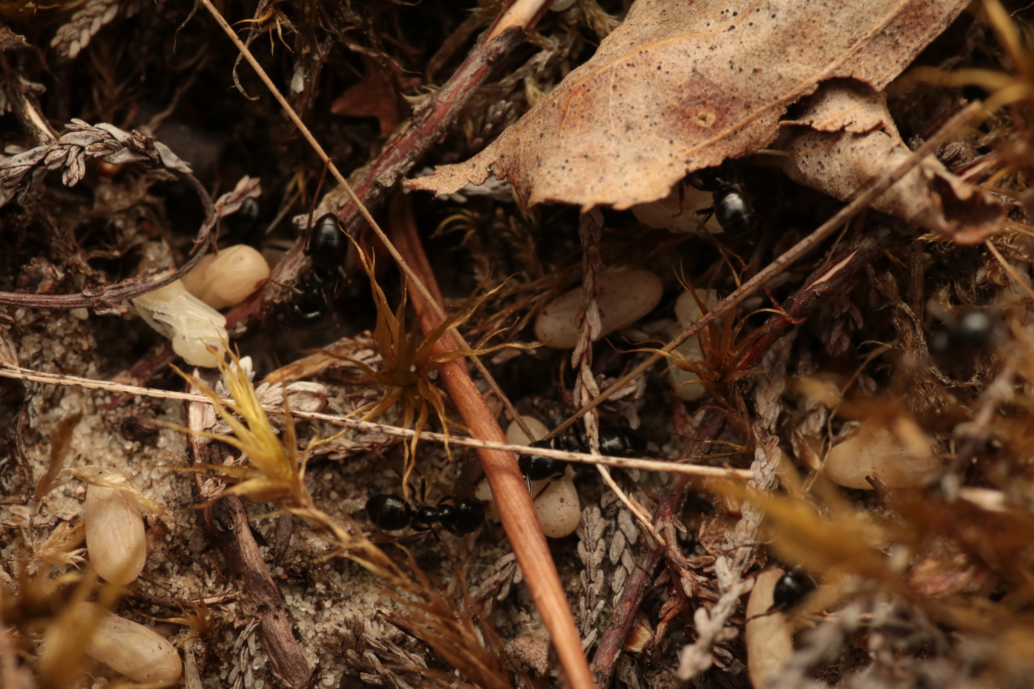 Lasius fuliginosus — image 10