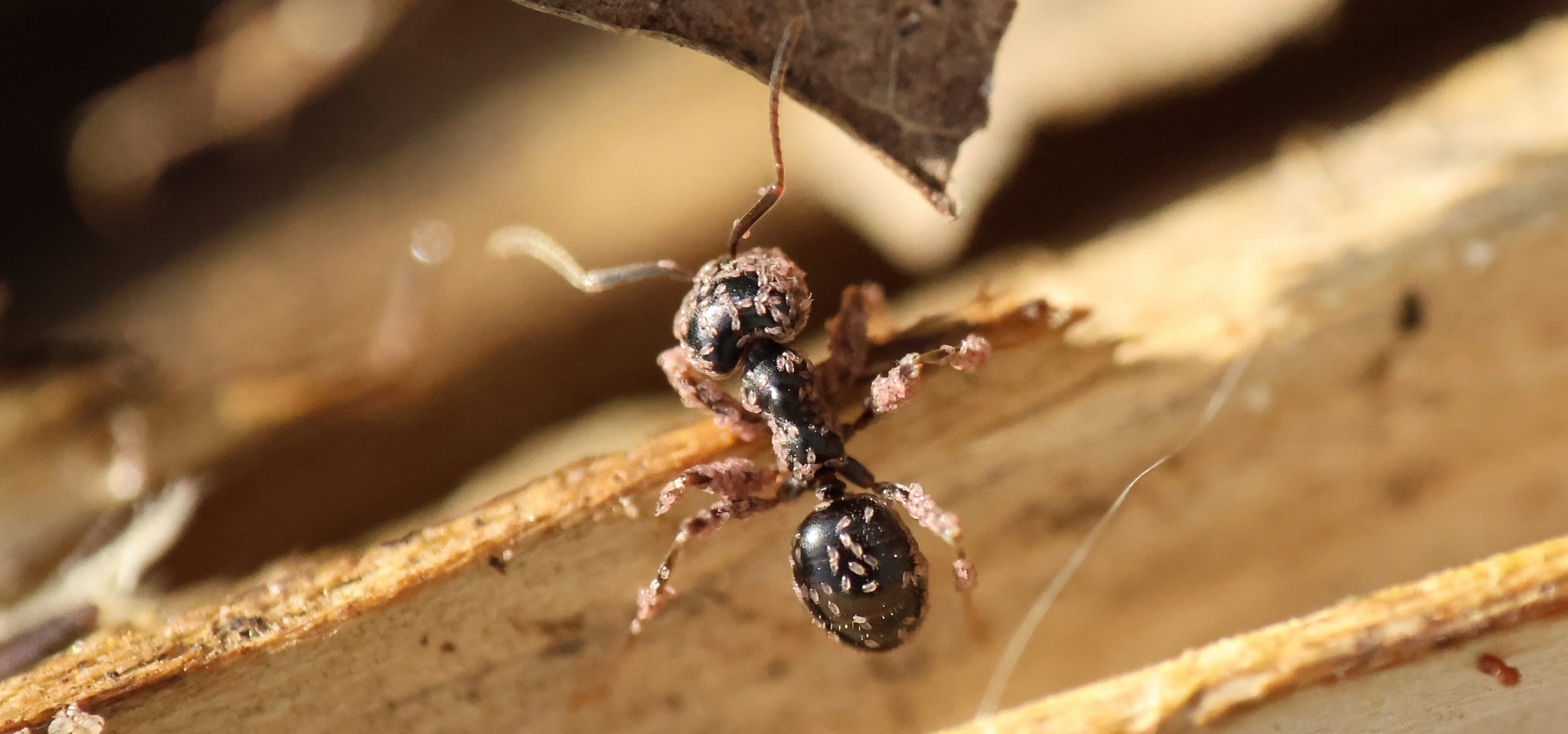 Lasius fuliginosus — image 16